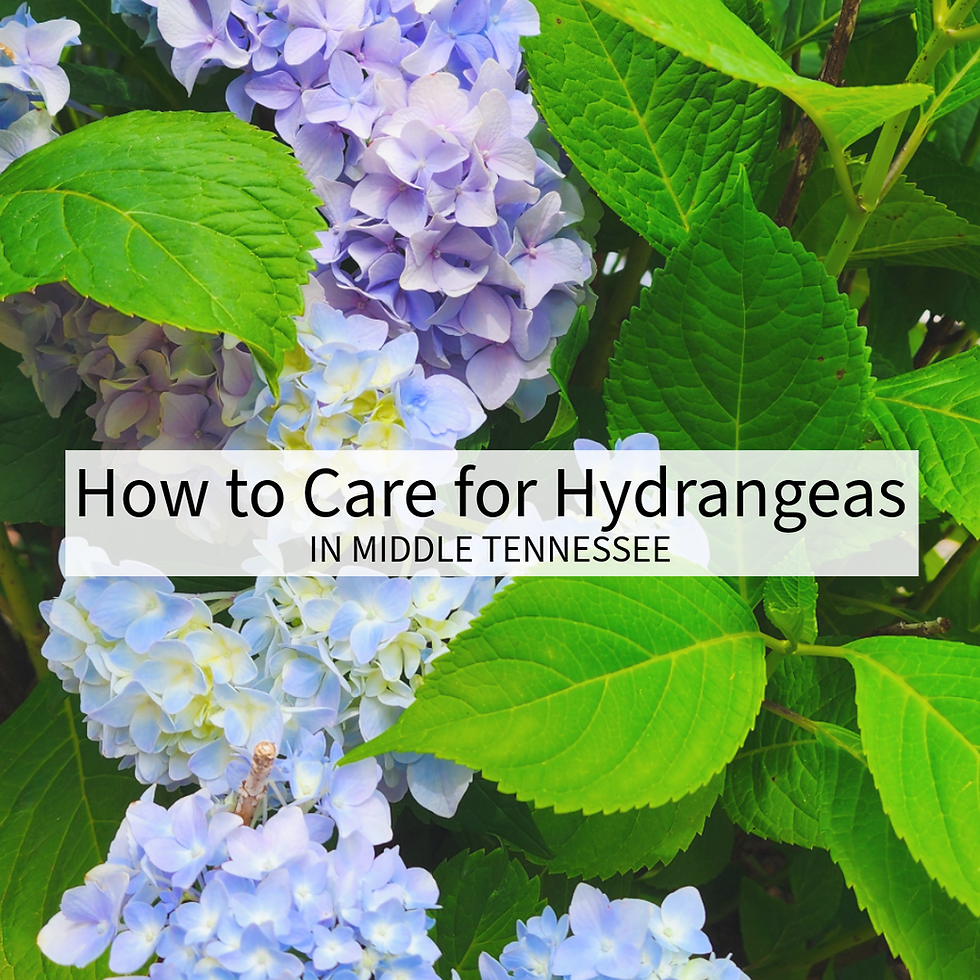 How to Care for Shade Hydrangeas in Middle Tennessee