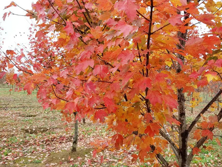 How Leaves Change Color in Fall