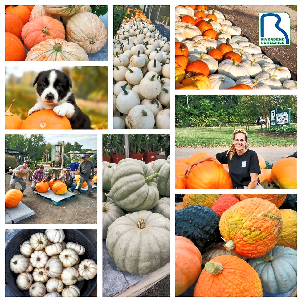 Thumbnail: Pumpkins & Cornstalks