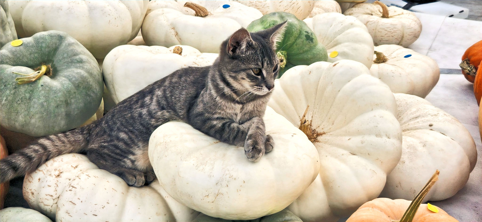 Pumpkins & Cornstalks