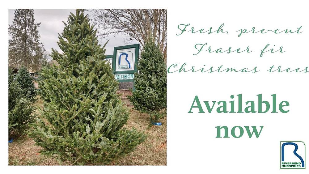 Tips for LongLasting Precut Christmas Trees