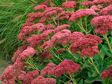 Plants that Add Beautiful Fall Color & Interest