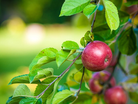 How to Prepare Your Garden for Spring