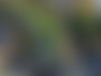 How to Care for Your Live Christmas Tree