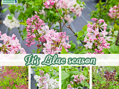 How to Care for Southern Varieties of Lilac