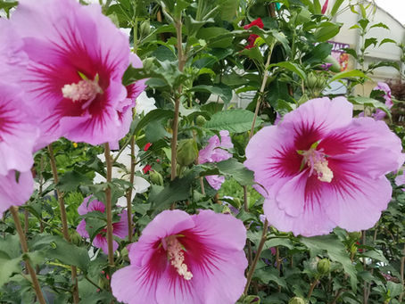 Rose of Sharon is One of the Best Late Summer Flowers