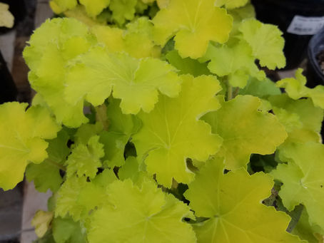 Great Beginner Perennials