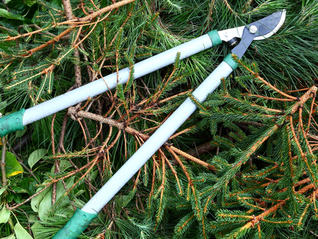 An Easy Tip that Helps Your Deciduous Trees Grow