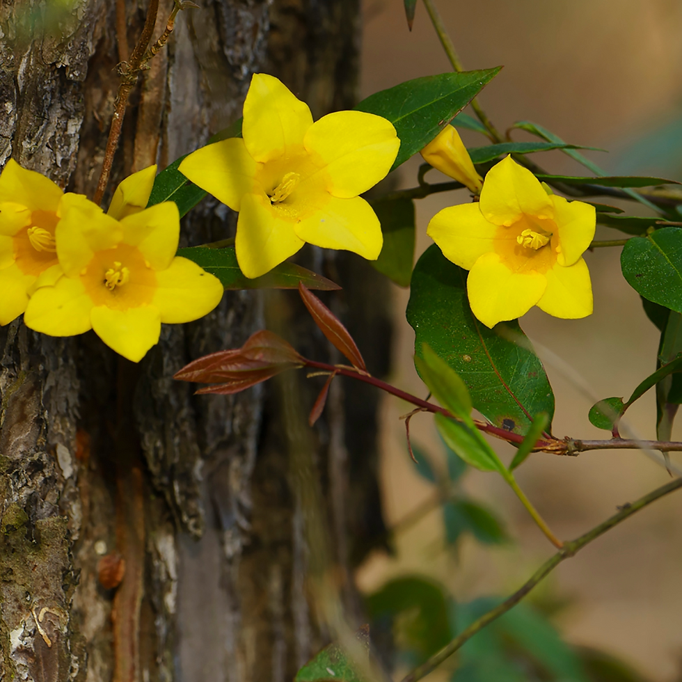 Carolina Jessamine