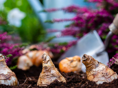 How and When to Plant Spring-Blooming Bulbs