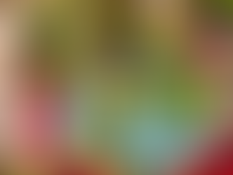 Fresh Succulent Arrangements Made Right Here and Their Care