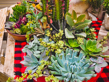 Fresh Succulent Arrangements Made Right Here and Their Care