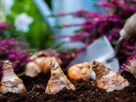 How and When to Plant Spring-Blooming Bulbs