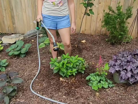 How to Water New Plants