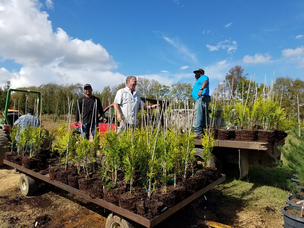 Planting Trees in Our Tree Fields