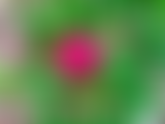 How to Care for Peonies