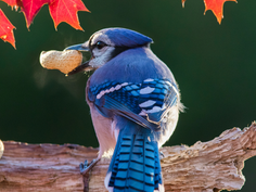 How to Care for Your Backyard Birds in Fall and Winter