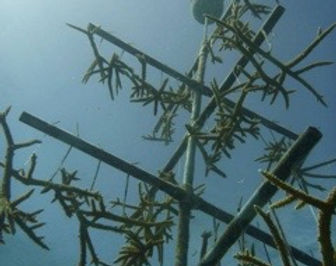 Coral Reef Restoration