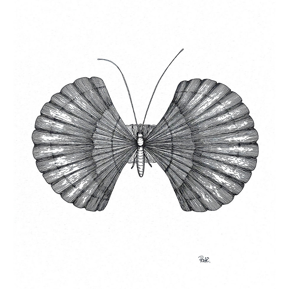 borboleta-concha