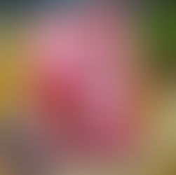 Me no pause book review