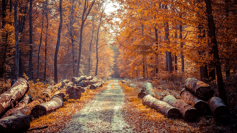 fall web bg.jpg