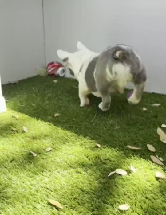 Princeton French Bulldog video