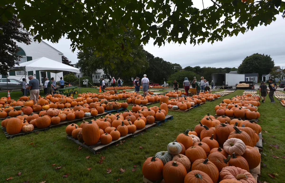 Pumpkin Day at Bourne Farms