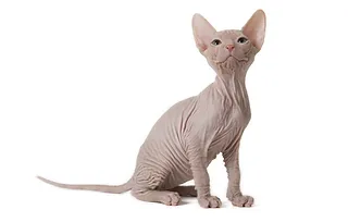 https www beautymedix de haarentfernung