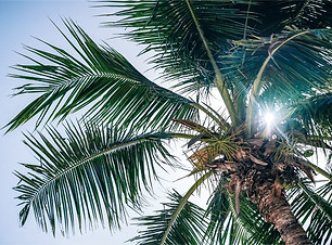 Sun-Shining-Through-a-Palm-Tree-during-Noon.jpg