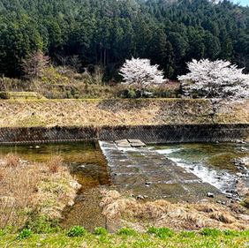 桜と田園風景が広がるキセキノ岩屋