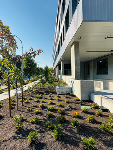 Modern multi-residential landscaping in Saanich