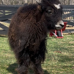 Lynchburg Yak at Deep Draw Yak Ranch in Crossville TN
