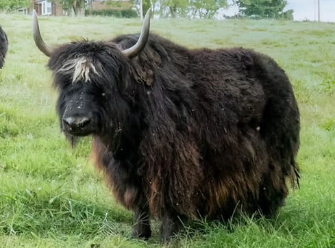 Our Herd- Razzleberry-Deep-Draw-Yak-Ranch-Crossville-TN.jpeg