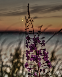 Måne Blomma Wix.png