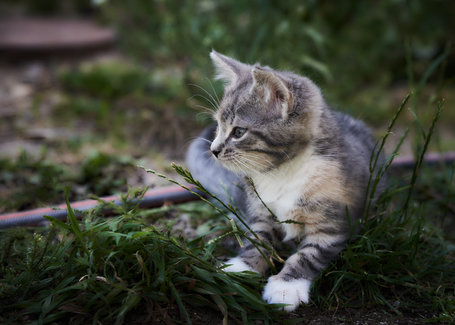 Kattunge Bästekille Wix.png