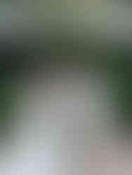 Bride and groom hold hands in the air after kiss at Outdoor Garden Wedding Ceremony shot by Alvis Pham Photography, Orange County California Wedding Photographer, at Sierra La Verne by Wedgewood Weddings