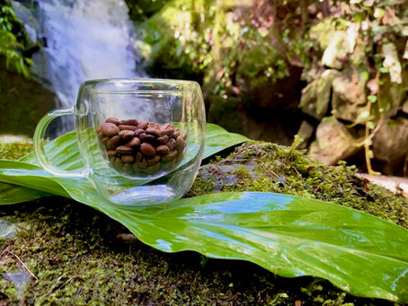 Café en grano y café molido: descubre cuál se adapta mejor a ti