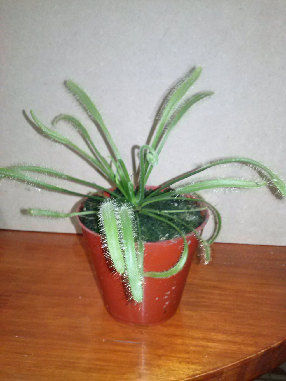 Drosera Capensis Blanca