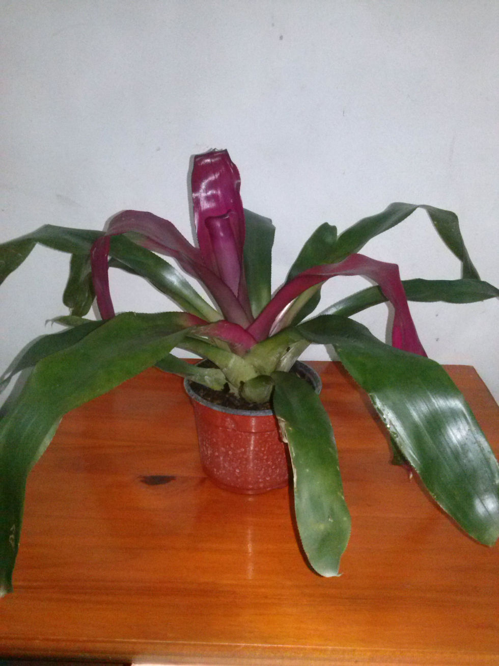 NIDULARIUM 2