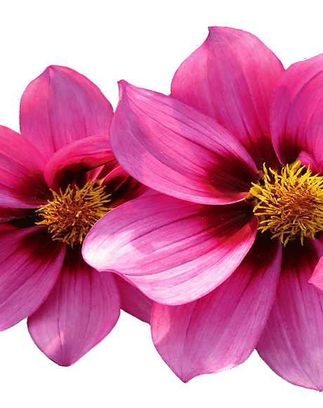 dahlias-2580236_1920.png