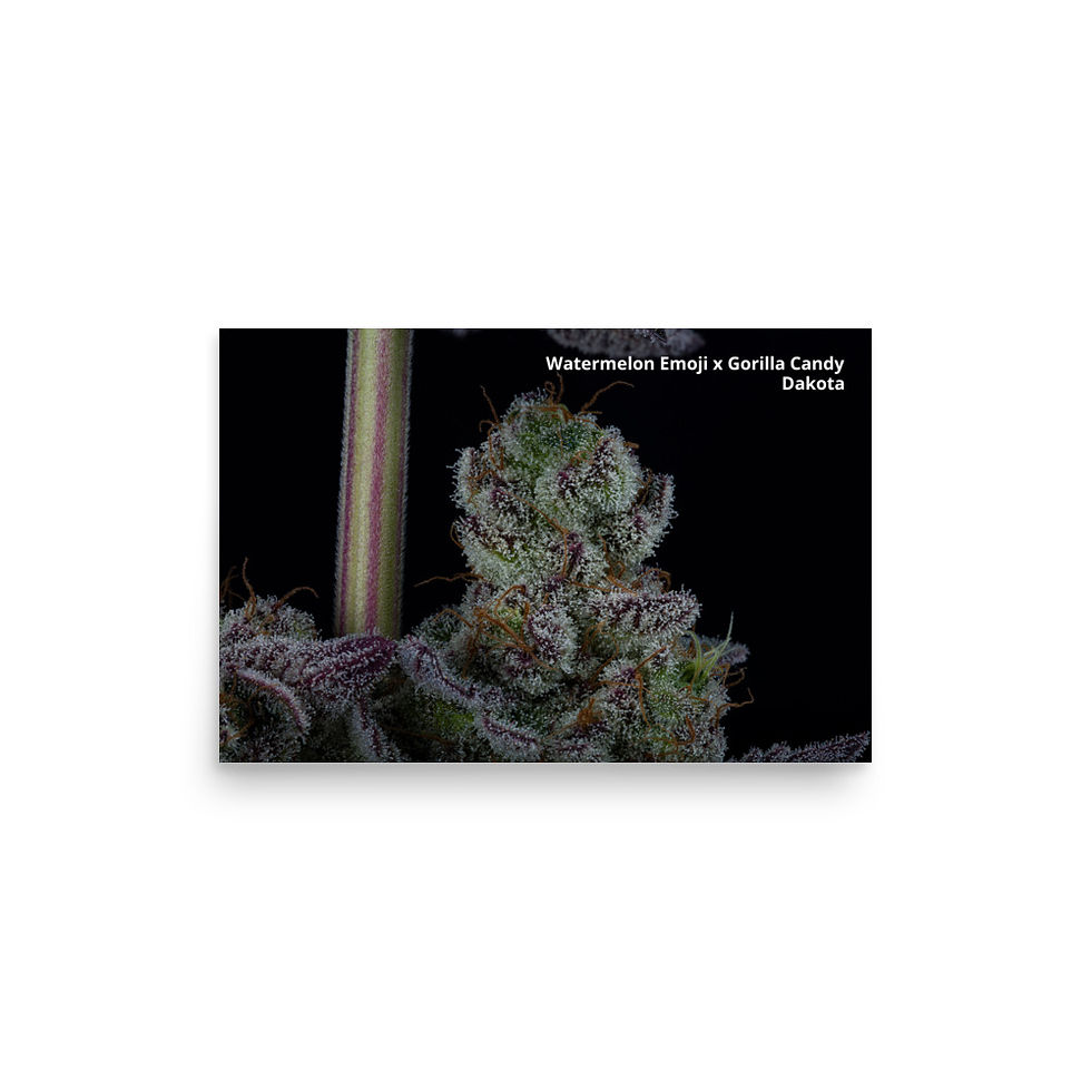 Thumbnail: Poster Watermelon Emoji x Gorilla Candy by Dakota