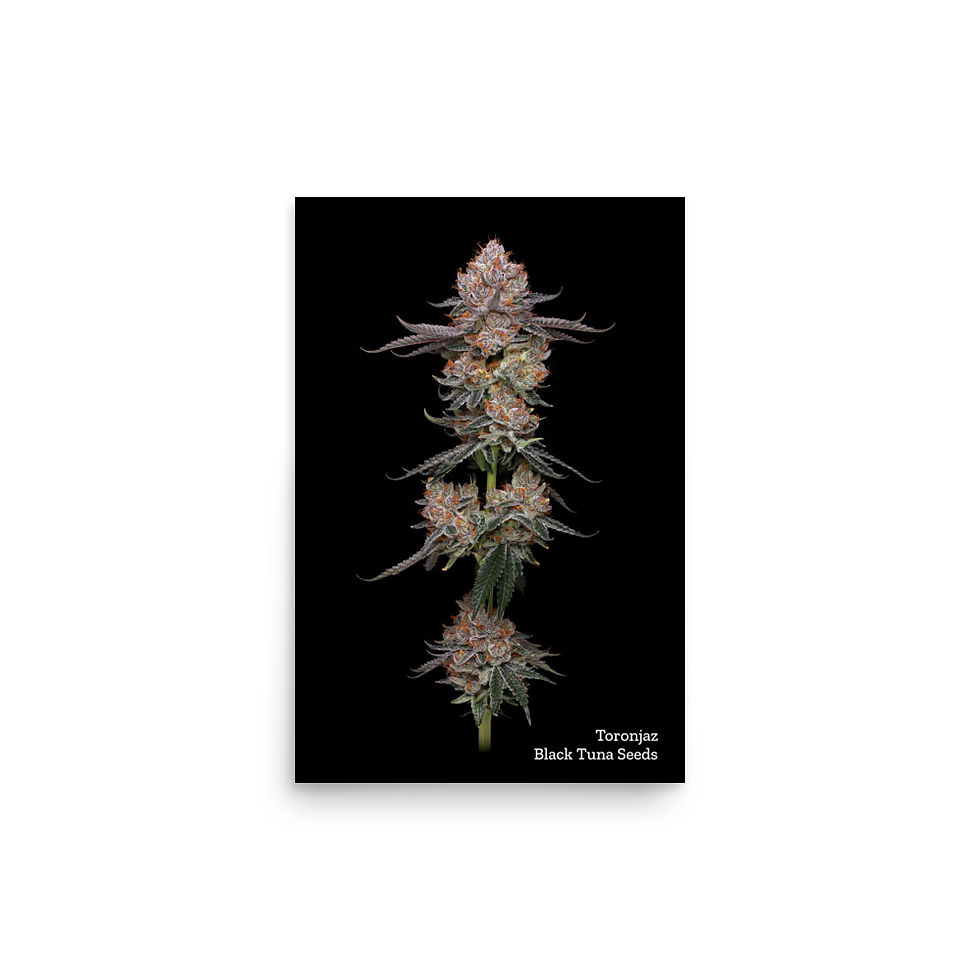 Thumbnail: Poster Toronjaz by Black Tuna Seeds