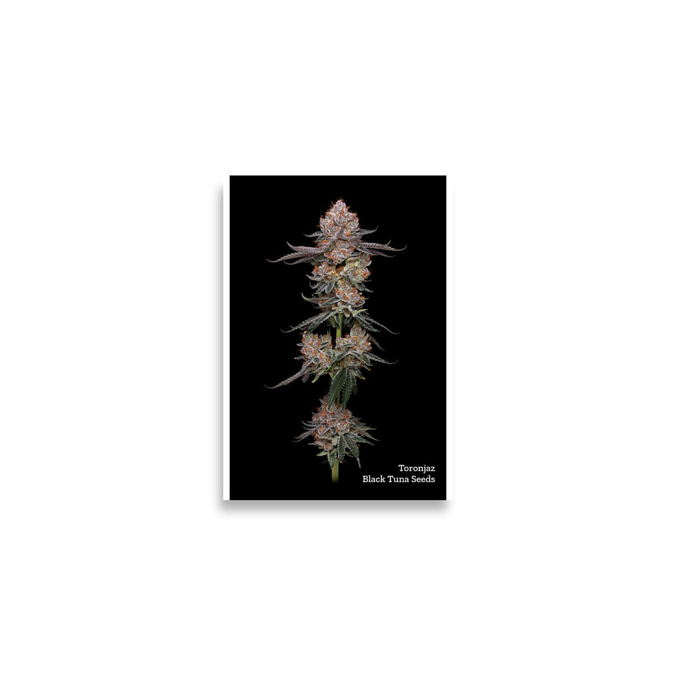 Thumbnail: Poster Toronjaz by Black Tuna Seeds