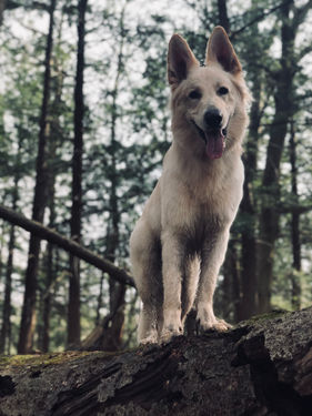 Portrait of White Shepherd on a fallen tree
