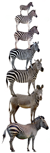 Day 13_ Zebra_edited.png