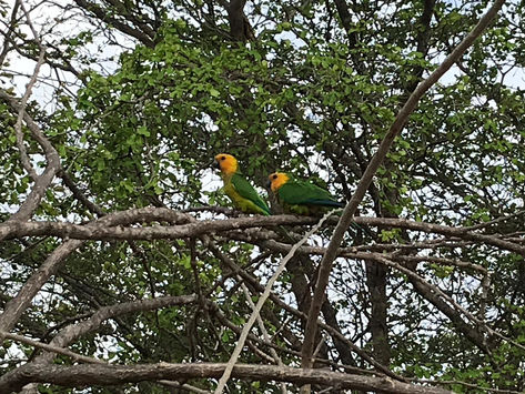 Birds of Bonaire: The Yellow Shouldered Parrot
