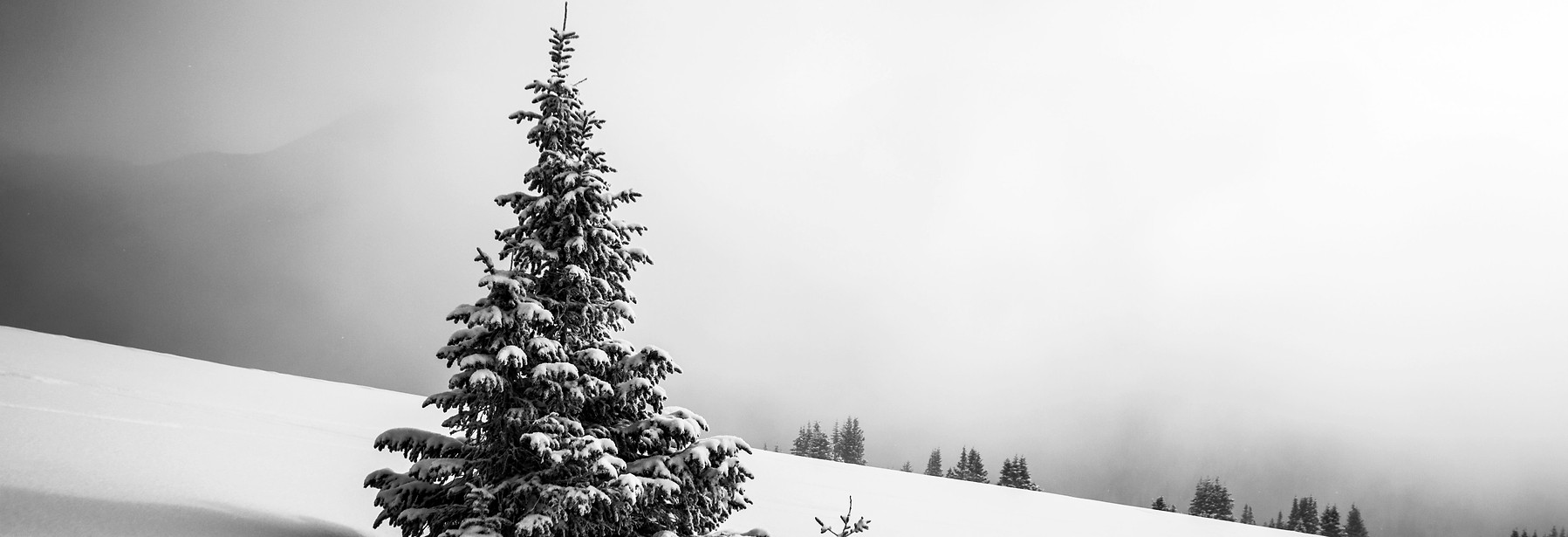 pine tree surrounded by snowfield_edited