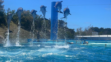 Quebró el Aquarium de Mar del Plata y crece la polémica por el destino de 66 animales