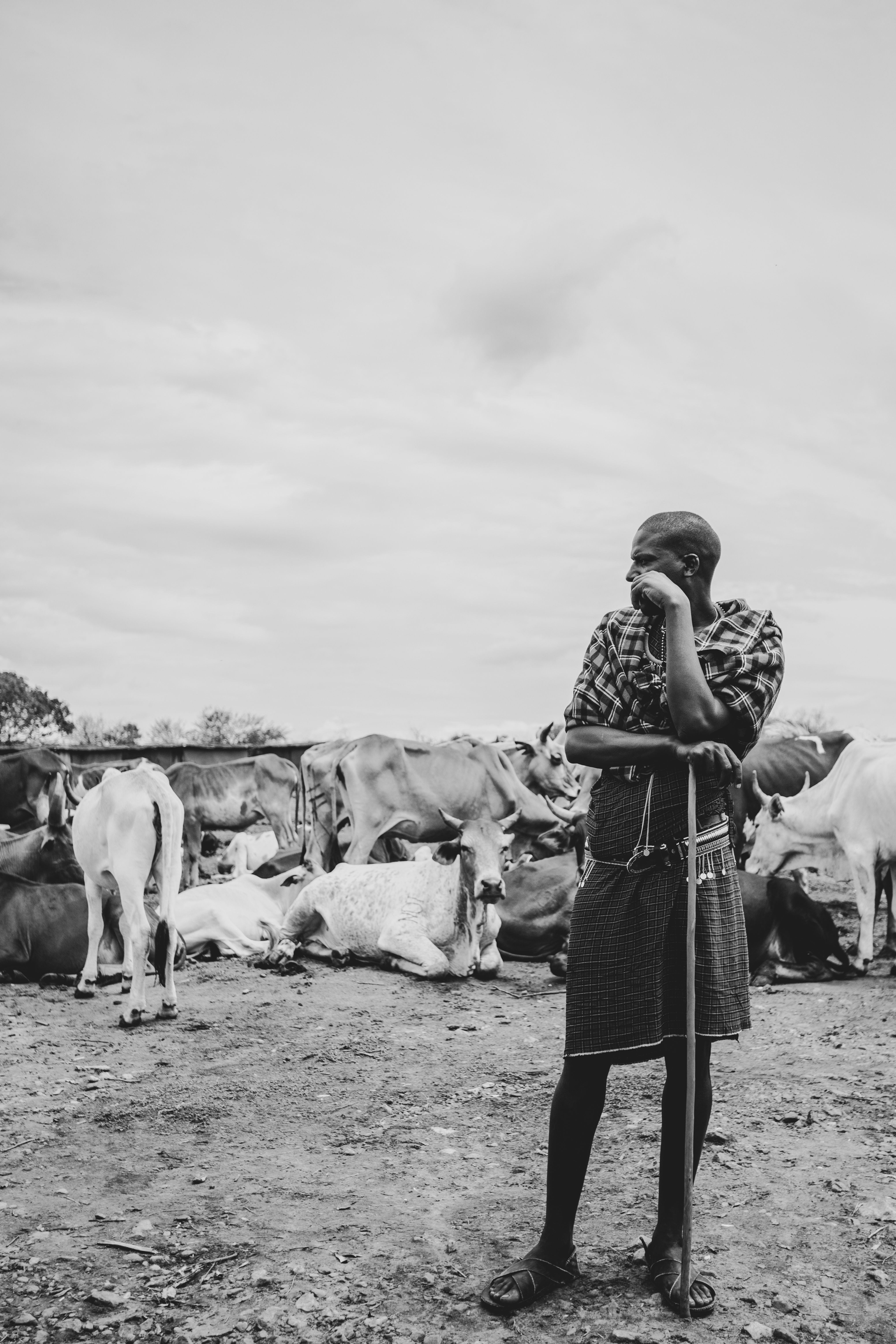 TIRAGE MAASAI ET SES VACHES