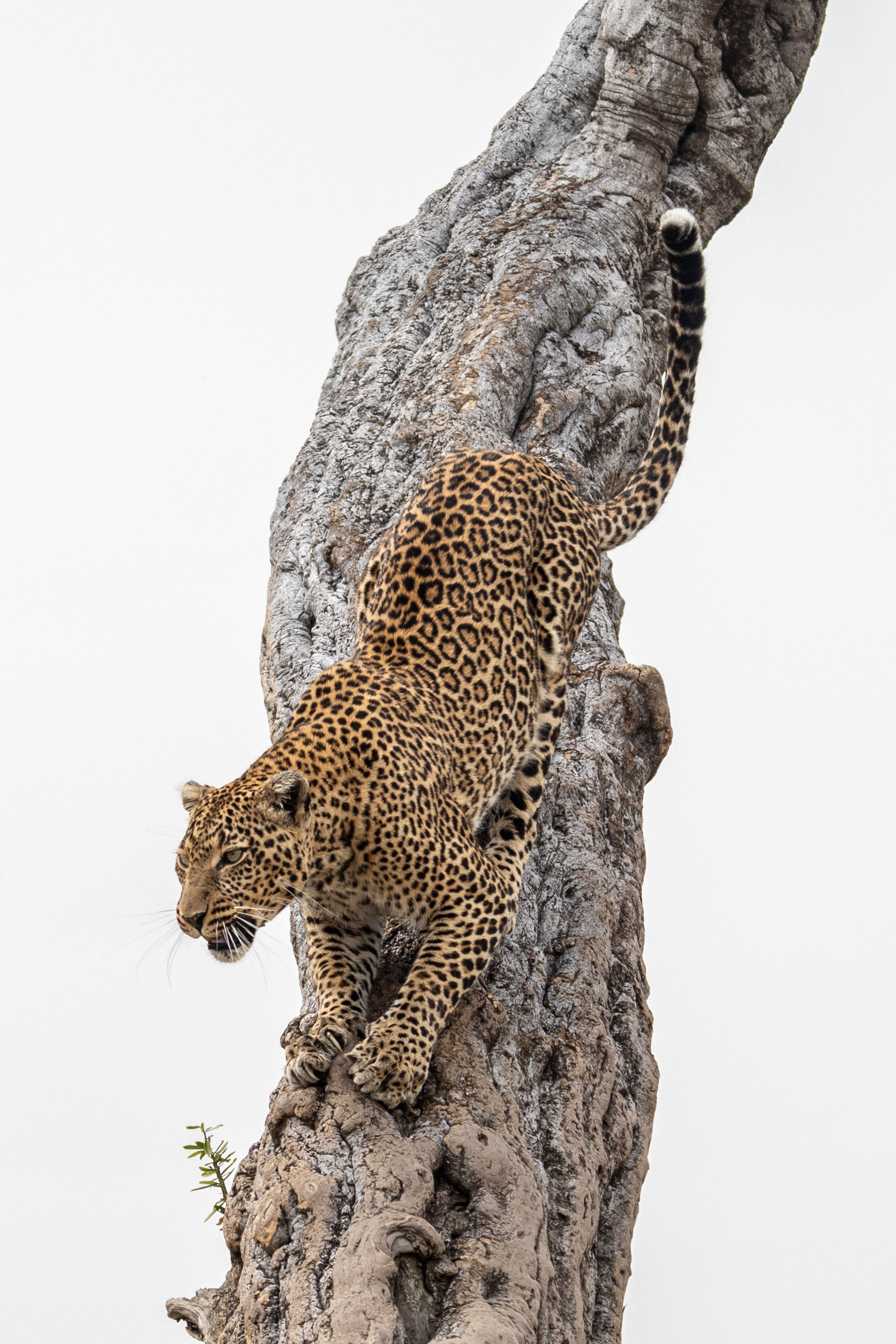 TIRAGE PHOTO LEOPARD